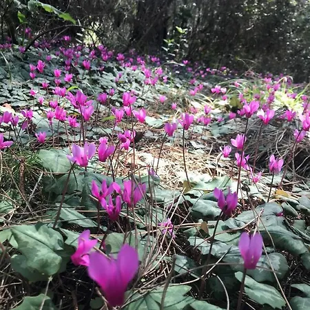 ホテル Massimo マリーナ・ディ・チェーチナ