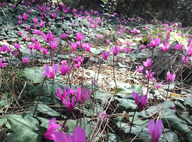 호텔 Massimo 마리나디세시나